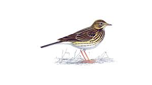 Ang pipit (the pipit) is a popular filipino song about a bird that is known in tagalog as a pipit. Meadow Pipit Bird Facts Anthus Pratensis The Rspb