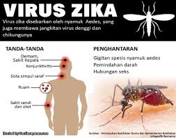 Berpotensi sebagai tempat pembiakan nyamuk aedes. Apa Itu Virus Zika Simptom Kesan Rawatan Dan Langkah Pencegahan Sentiasa Panas