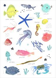 Ocean Sea Life Poster For A Kid S Room By Charline Picard Ocean Illustration Fish Illustration Sea Drawing