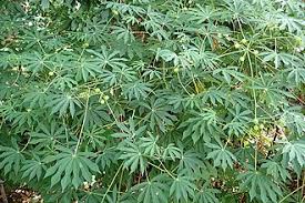 Image result for Manihot grahamii