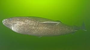 Der grönlandhai oder eishai (somniosus microcephalus) ist ein hai aus der ordnung der dornhaiartigen (squaliformes). Das Alteste Tier Der Welt Ist 400 Jahre Alt B Z Berlin