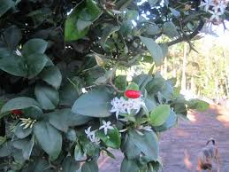 Image result for Carissa bispinosa