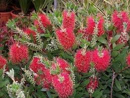 Image result for Myrtaceae
