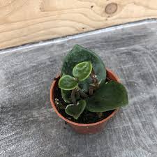 Plenty but let it dry out between 2 watering. Hoya Chelsea 2 Plant The Plant Farm
