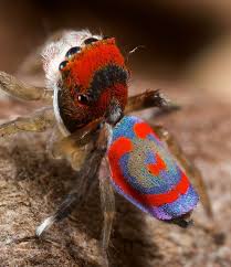 What Do Spiders Mean In Dreams Dream Symbols Spider Jumping Spider