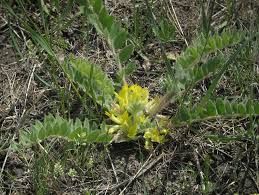 Image result for Dichilus reflexus