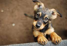 Welcome to angels small paws dog rescue & animal sanctuary angels small paws dog rescue was established by chrissy marshall in 2010. Home St Francis Animal Welfare
