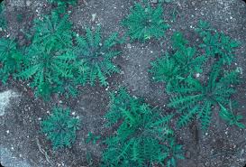 Image result for Capsella