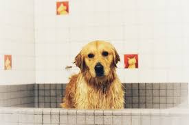 Check spelling or type a new query. How To Get Rid Of Dog Smell In Your Home Yes It Pongs Dog Sense