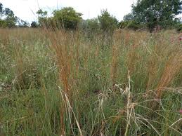 Image result for Hyparrhenia welwitschii