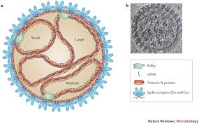 Members of this genus may be called orthohantaviruses or simply hantaviruses. Uncovering The Mysteries Of Hantavirus Infections Nature Reviews Microbiology