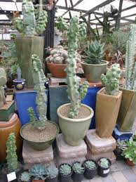 The totem pole has light to medium green coloring and small bumps or areoles along the. Totem Pole Cactus I Pachycereus Schottii F Monstrosus I Cactus Plants Cactus Types Cactus Garden