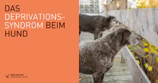 A state of irreversible hyposomatism, which is generally linked to abuse, neglect, and sensory deprivation resulting in stunted statural, intellectual and social growth Das Deprivationssyndrom Beim Hund Anne Bucher
