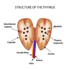 Image result for Thymus