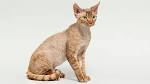 Devon Rex Cat Breed | Facts, Highlights & Buying Advice ...