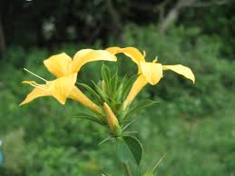 Image result for Barleria galpinii