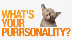 $500 amazon gift card image. Enter To Win A 500 Amazon Gift Card Cat Yawns Hd Png Download Kindpng