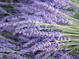 Maybe you would like to learn more about one of these? Lavender Blue New Zealand Geographic