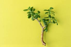 Take care of your money tree and it will take care of you! Money Tree How To Grow A Money Plant Feng Shui Better Homes And Gardens