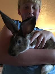 What is the significance of the bunny in the picture?