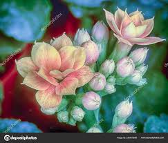 Image result for Kalanchoe rosalina