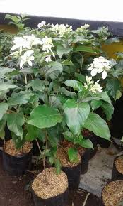 Bunga nusa indah putih merupakan salah satu jenis bunga yang memiliki banyak manfaat seperti 10. Jual Pohon Bunga Nusa Indah Konstruksi Dan Taman 764438121