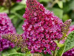 Image result for Komule střídavolisté