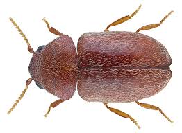Lasioderma serricorne - Wikipedia
