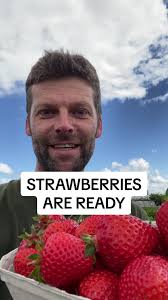 Strawberry Picking Pretoria