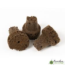 Image result for Turbina longiflora