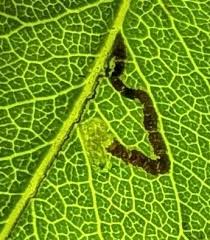 Image result for Stigmella pyri