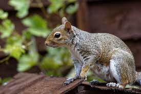 The smell is noxious to just about every living thing. How To Keep Squirrels Out Of Your Attic
