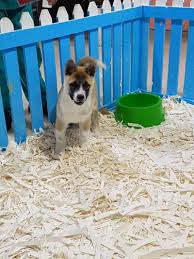 Akita Inu Yavrusu Akita Inu Yavrusu Kopek Kopekseverler Kopeksahiplendirme Kopekyavrusu Evcilhayvan Evcilhayvanurunleri Akita Kopek Evcil Hayvanlar