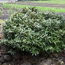 Image result for Subularia monticola