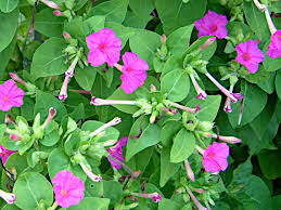 Image result for Mirabilis jalapa