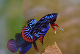 Pin By Nas Betta Imbellis On Betta Imbellis Thailand Betta Fish Types Betta Betta Fish