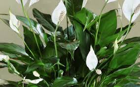 Check spelling or type a new query. Beck S Flower Shop Gardens Inc Your Jackson Florist Online Michigan Flower Shop