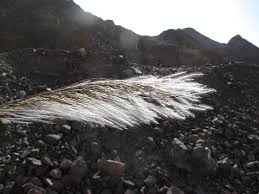 Image result for Stipagrostis hirtigluma