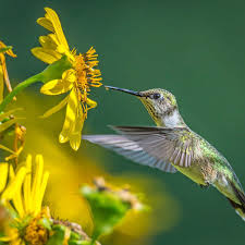 Birds And Blooms Contest 14 Fantastic Hummingbird Photos You Just Have To See Hummingbird Photos Hummingbird Pictures Hummingbird