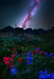 Sleeping next to an Alpine Wildflower Meadow on the ridges of Mt Rainier,  Washington [OC] [2048x2951] : rEarthPorn