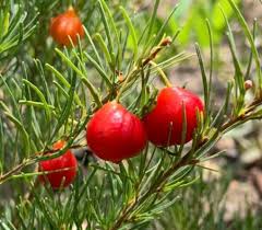 Image result for Eugenia aschersoniana