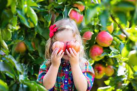 The amount of pruning needed is decreased since dwarf fruit trees have limited root systems and a compact growth habit. 5 Low Maintenance Fruit Trees To Consider Planting In San Diego