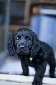 Black And Tan Cocker Spaniel For Sale Los Angeles Allbeautyallthetime Spaniel Puppies Black Cocker Spaniel Cute Dogs