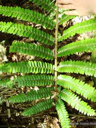 Image result for Didymochlaena