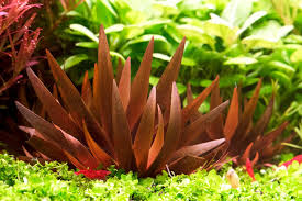 Image result for Xyris congensis