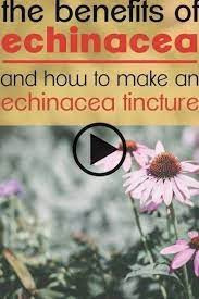 Making Your Own Echinacea Tincture Is An Easy Way To Stay Healthy And Recover Fr In 2020 Ways To Stay Healthy How To Stay Healthy Echinacea