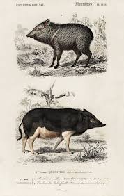 Free Public Domain Pecari And Sus Scropha Illustrated By Charles Dessalines D Orbigny 1806 1876 Digi Illustration Animal Drawings Scientific Illustration