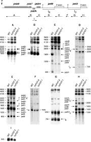 Psbb is listed in the world's largest and most authoritative dictionary database of abbreviations and acronyms. Transcript Pattern Of The Psbb Psbt Psbh Petb Petd Transcription Unit Download Scientific Diagram