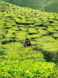 Terdapat 3 ladang teh milik boh plantation di cameron highland iaitu di sungai palas, ringlet, dan habu. 8 Tempat Menarik Di Cameron Highlands Zyzool Mira Travel