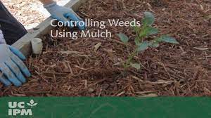 Keeping weeds under control isn't always a question of digging or spraying. Controlling Weeds Using Mulch Youtube